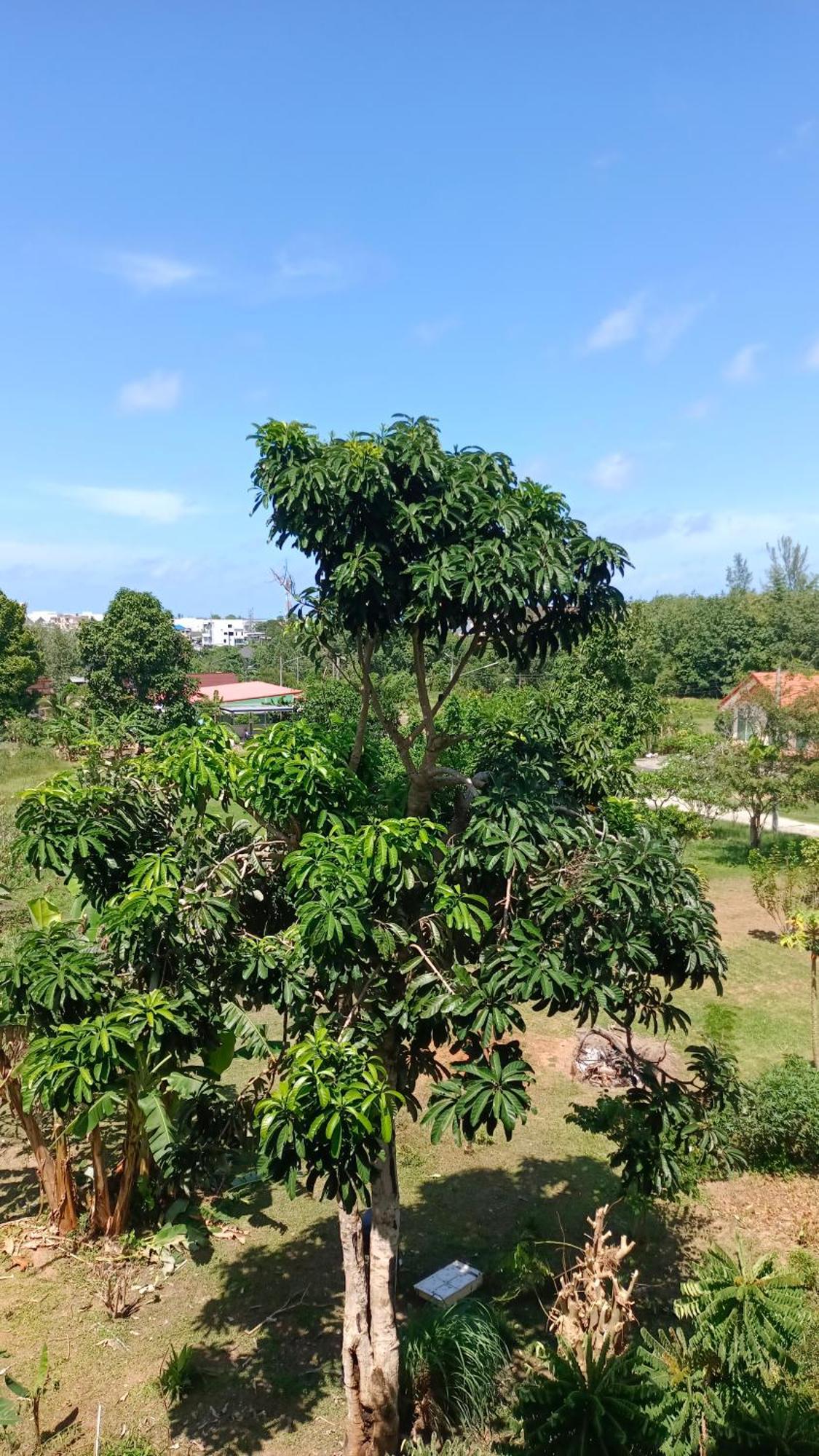 Batikseafood Airport & Room Ban Bo Sai Klang Værelse billede